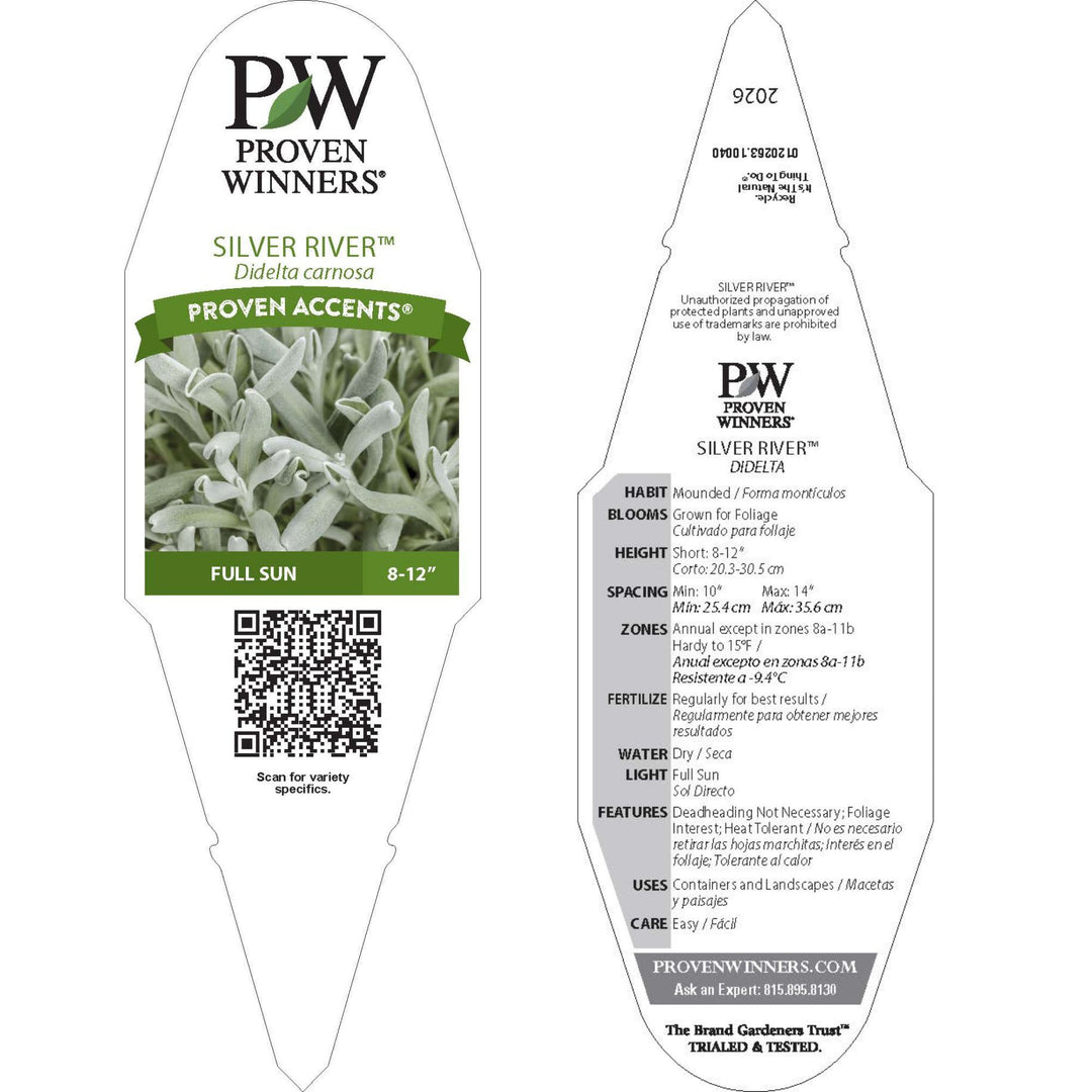 Didelta | Silver River™ | Proven Winners® Annuals – Proven Winners