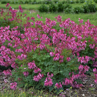 'Pink Diamonds' Fern-leaved Bleeding Heart (Dicentra hybrid)