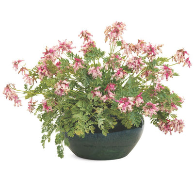 'Pink Diamonds' Fern-leaved Bleeding Heart (Dicentra hybrid)