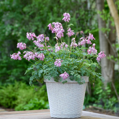 'Pink Diamonds' Fern-leaved Bleeding Heart (Dicentra hybrid)