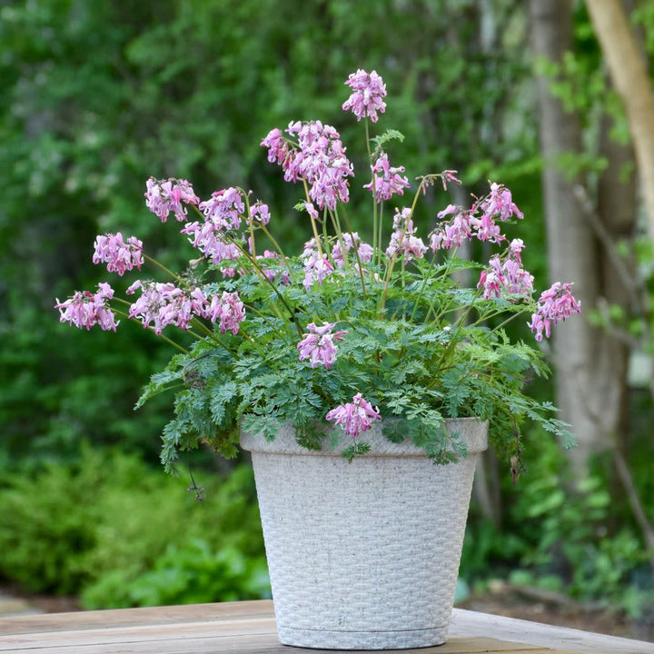 Fern-leaved Bleeding Heart | 'Pink Diamonds' | Proven Winners