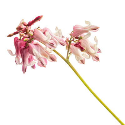 'Pink Diamonds' Fern-leaved Bleeding Heart (Dicentra hybrid)