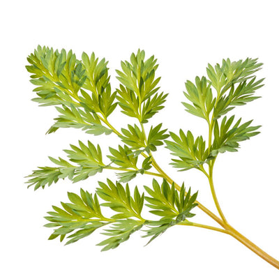 'Pink Diamonds' Fern-leaved Bleeding Heart (Dicentra hybrid)