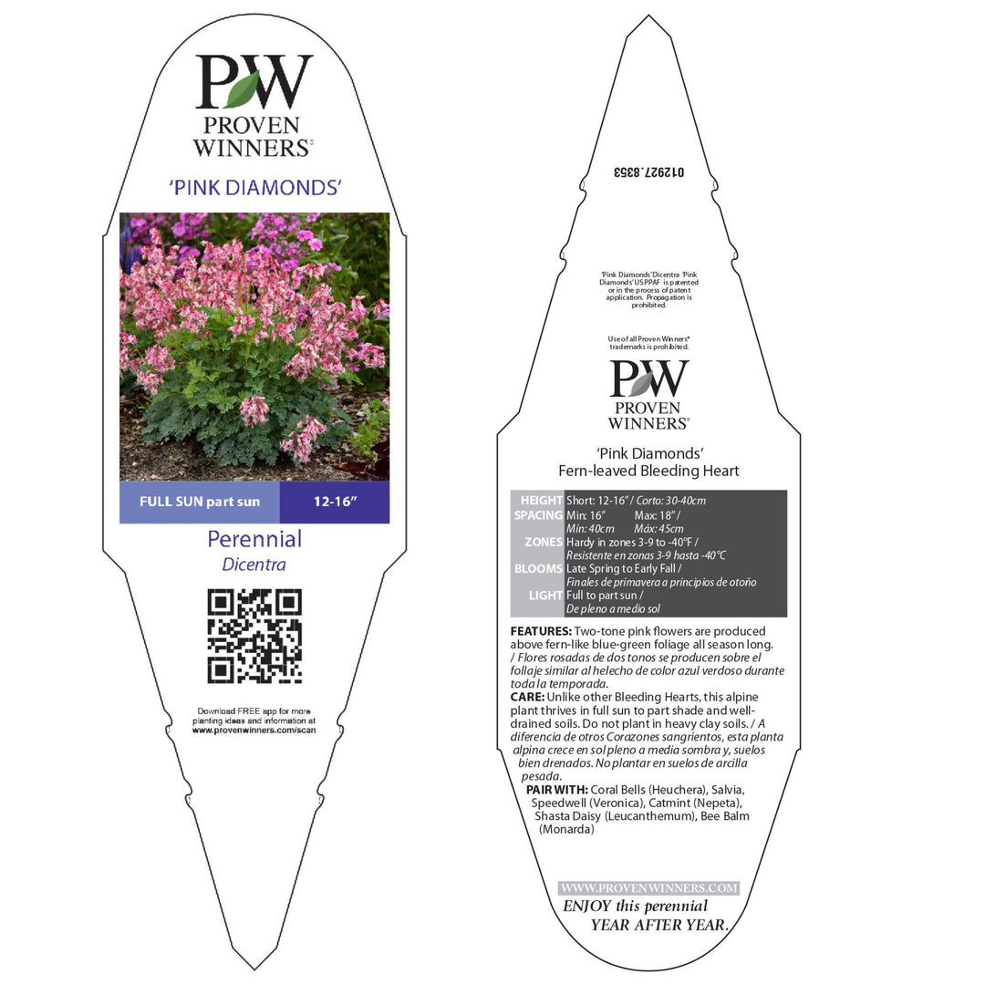 Fern-leaved Bleeding Heart | 'Pink Diamonds' | Proven Winners