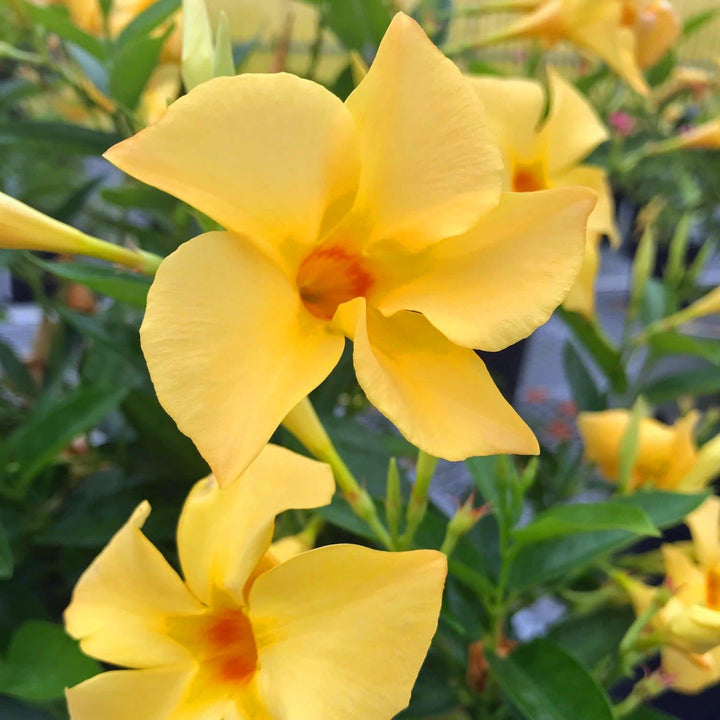 Proven Selections Sun Parasol Original Sunbeam Sun Parasol Original Sunbeam Rocktrumpet up close.