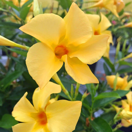 Proven Selections® Sun Parasol® Original Sunbeam® Rocktrumpet (Mandevilla hybrid)