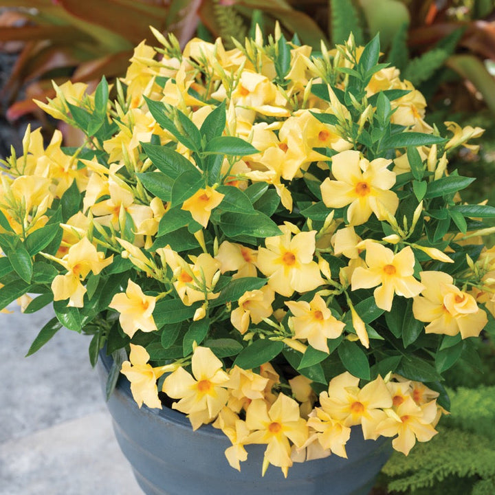 Proven Selections Sun Parasol Original Sunbeam Sun Parasol Original Sunbeam Rocktrumpet in focus.