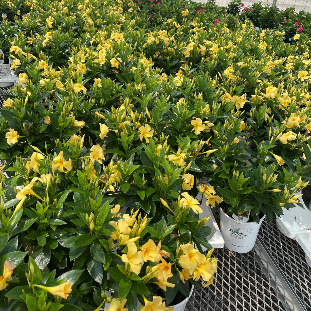 Rocktrumpet | Proven Selections® Sun Parasol® Original Sunbeam