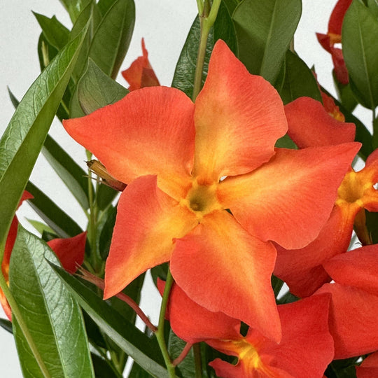 Proven Selections® Sun Parasol® Fired Up Orange Rocktrumpet (Dipladenia hybrid)