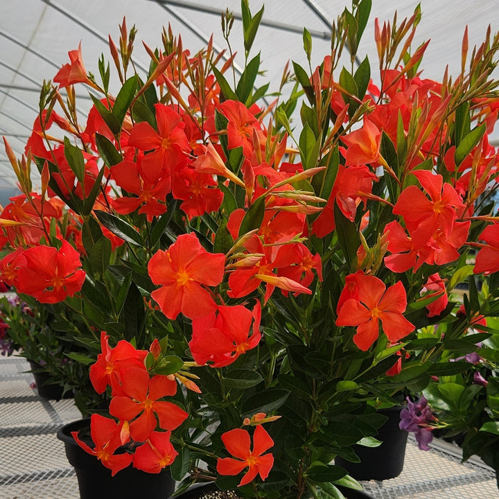 Proven Selections® Sun Parasol® Fired Up Orange Rocktrumpet (Dipladenia hybrid)
