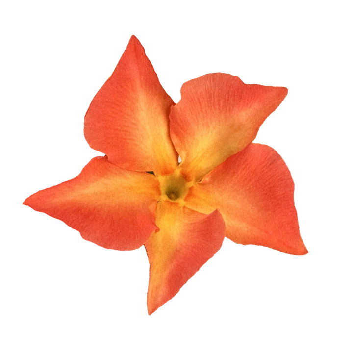 Proven Selections® Sun Parasol® Fired Up Orange Rocktrumpet (Dipladenia hybrid)