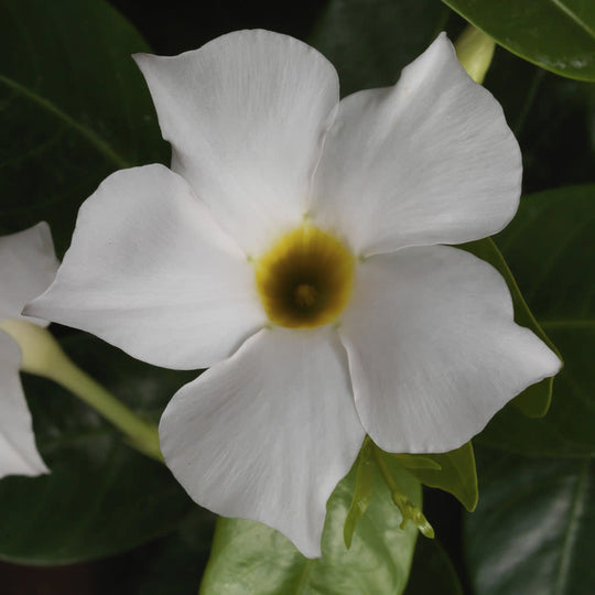 Bombshell® White Rocktrumpet (Mandevilla hybrid)