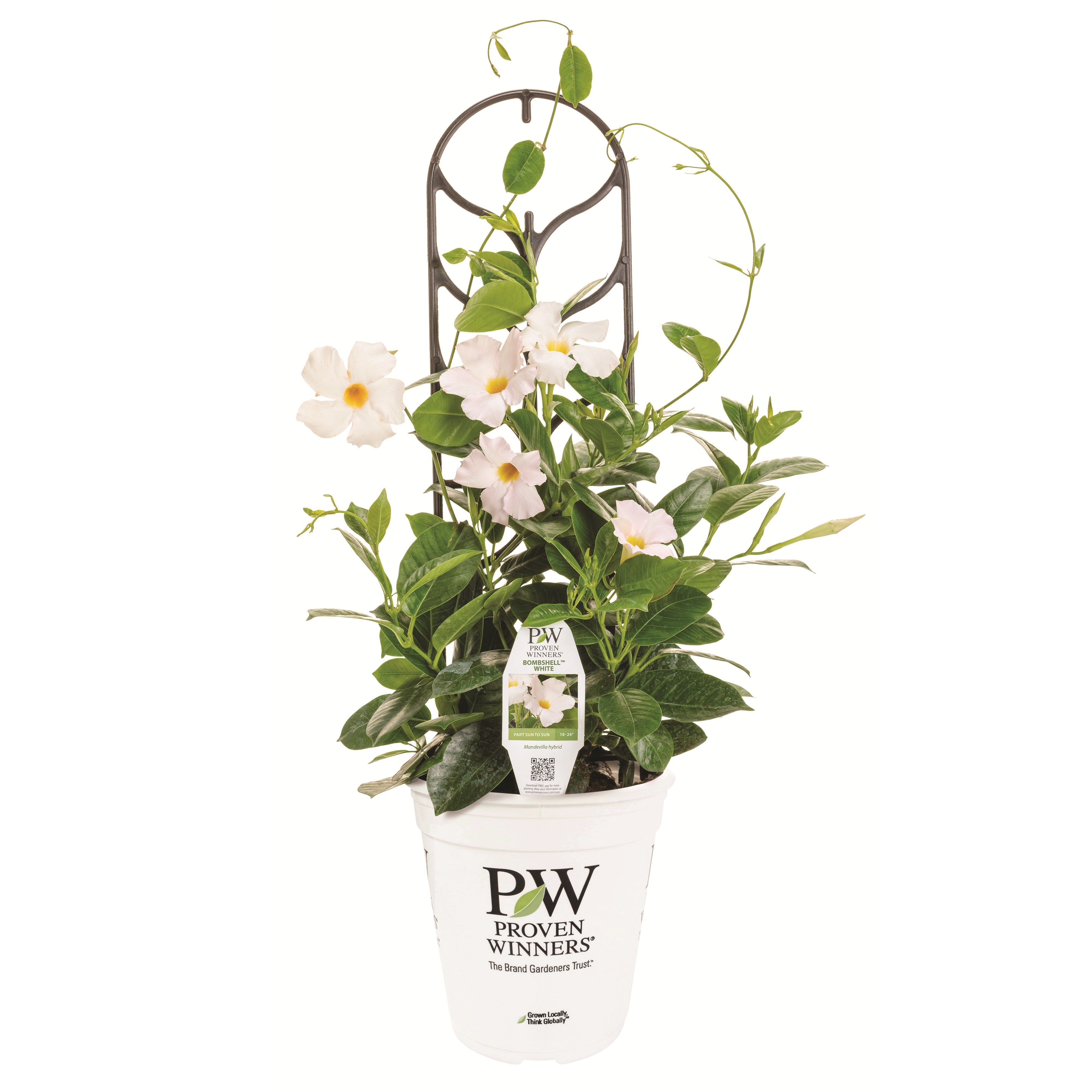 Rocktrumpet | Bombshell® White | Proven Winners® Annuals – Proven