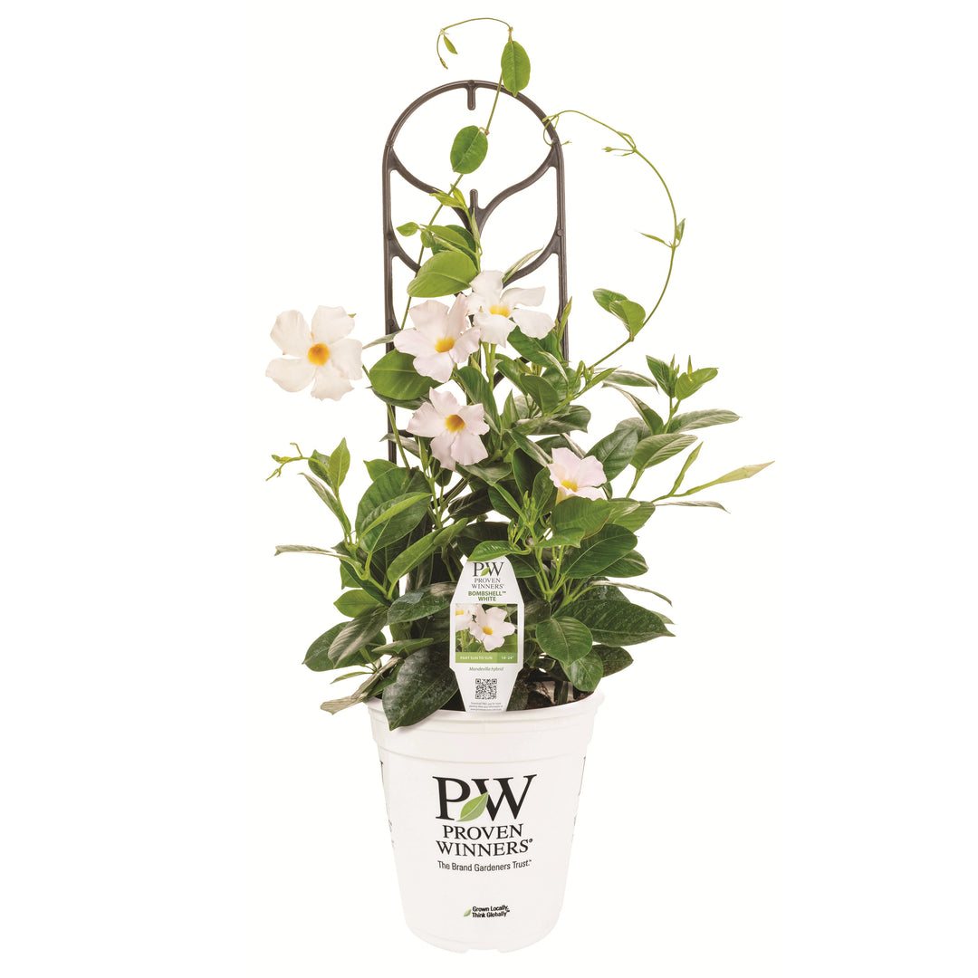 Rocktrumpet | Bombshell® White | Proven Winners® Annuals – Proven