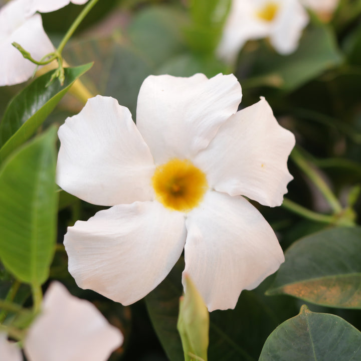 Rocktrumpet | Bombshell® White | Proven Winners® Annuals – Proven