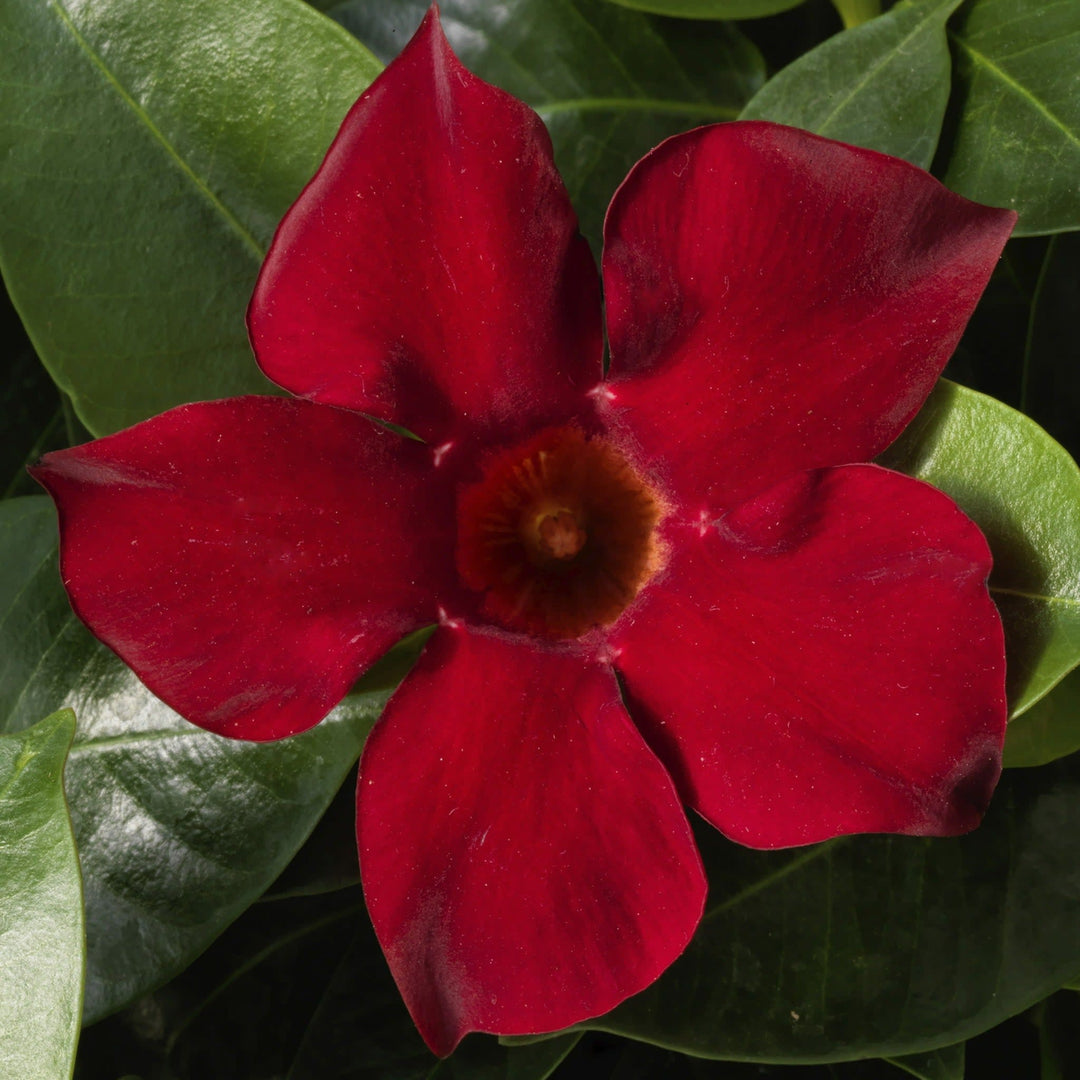Bombshell Red Rocktrumpet up close.