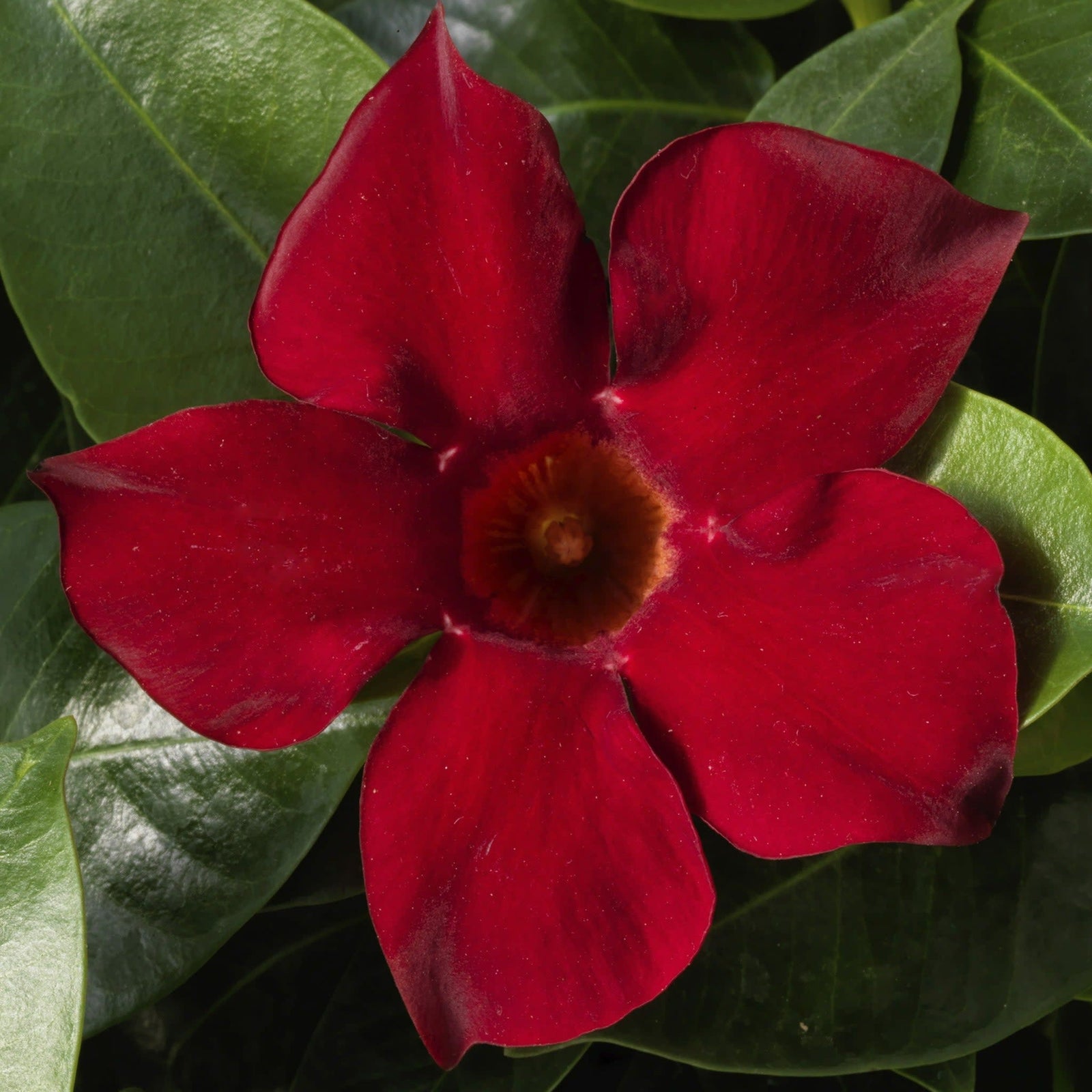 Bombshell Red Rocktrumpet up close.