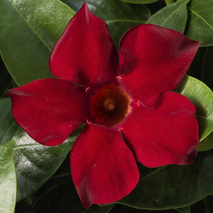 Bombshell Red Rocktrumpet up close.