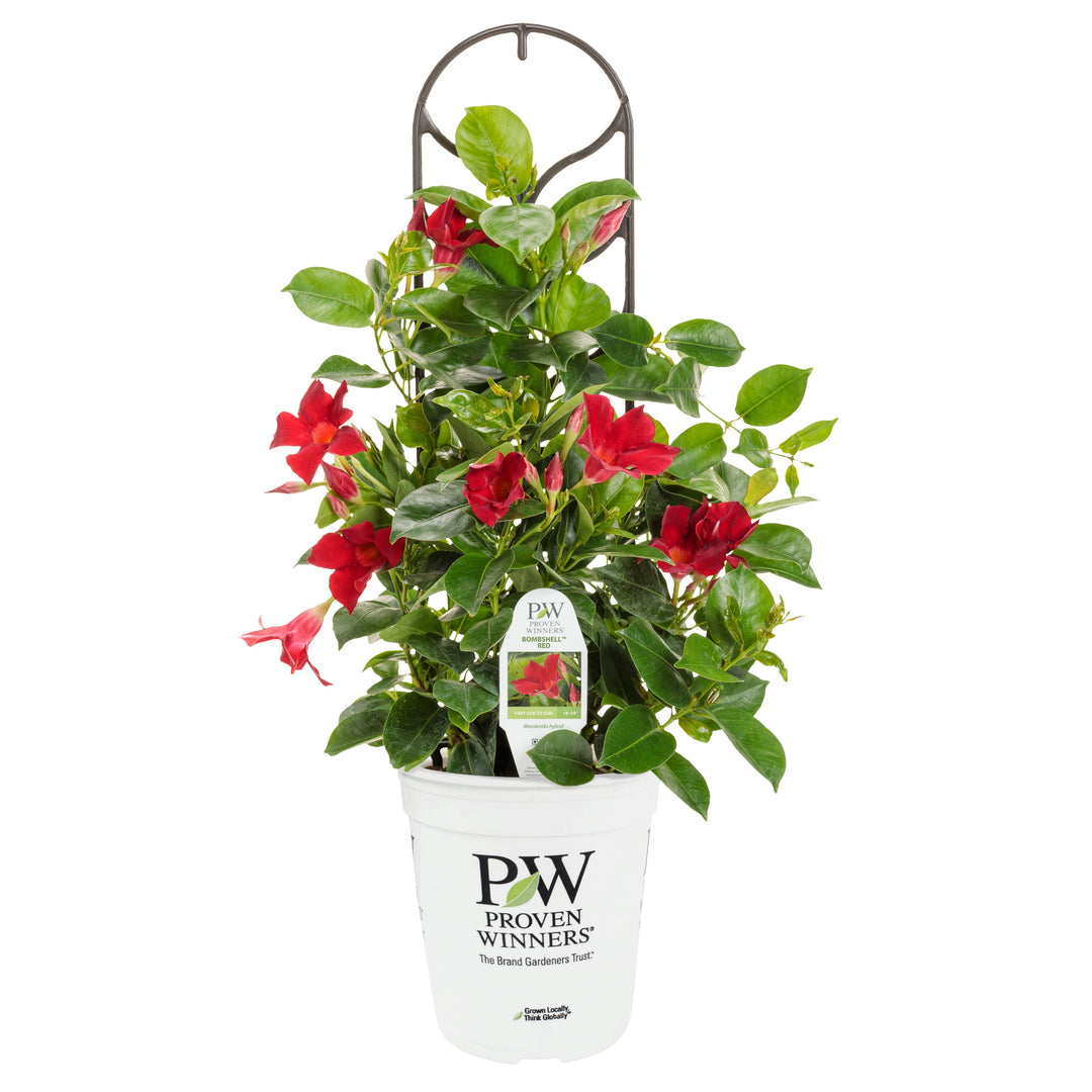 Rocktrumpet | Bombshell® Red | Proven Winners® Annuals – Proven