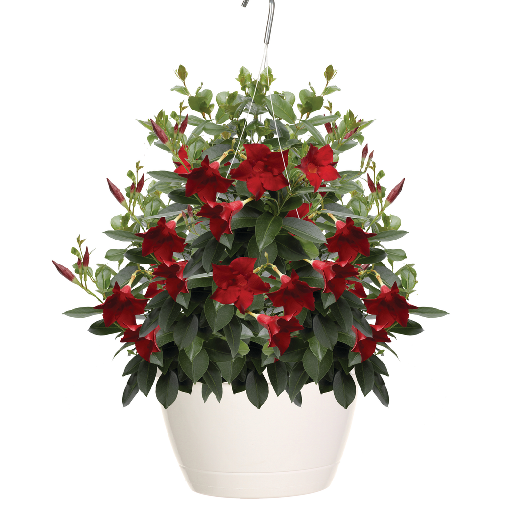 Rocktrumpet | Bombshell® Red | Proven Winners® Annuals – Proven