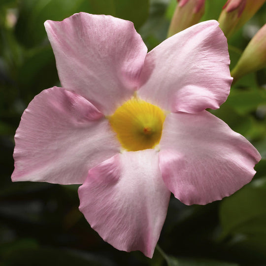 Bombshell® Pink Rocktrumpet (Mandevilla hybrid)