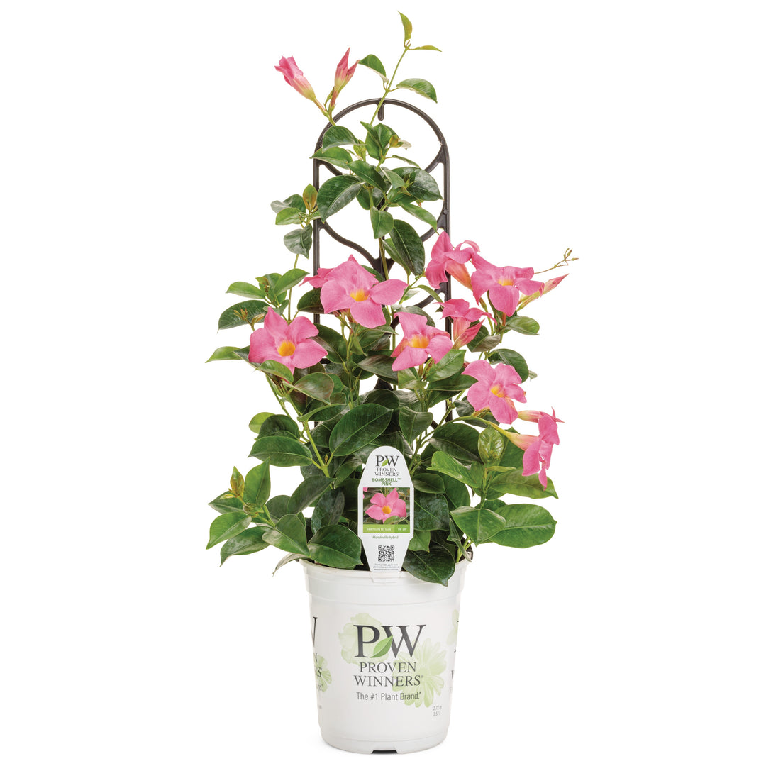 Rocktrumpet | Bombshell® Pink | Proven Winners® Annuals – Proven