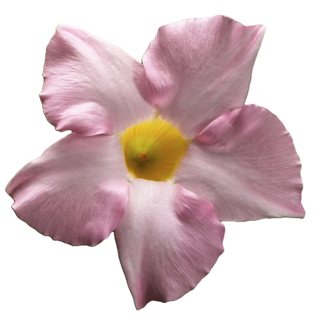 Bombshell® Pink Rocktrumpet (Mandevilla hybrid)