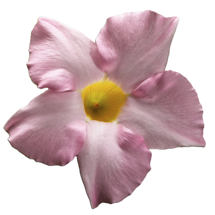 Rocktrumpet | Bombshell® Pink | Proven Winners® Annuals – Proven