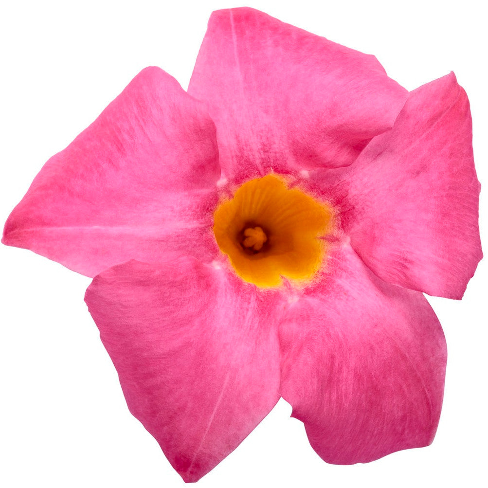 Rocktrumpet | Bombshell® Pink | Proven Winners® Annuals – Proven