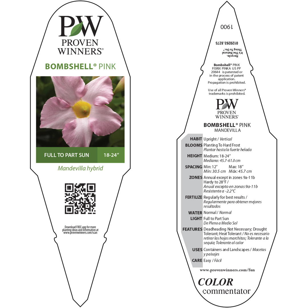Rocktrumpet | Bombshell® Pink | Proven Winners® Annuals – Proven