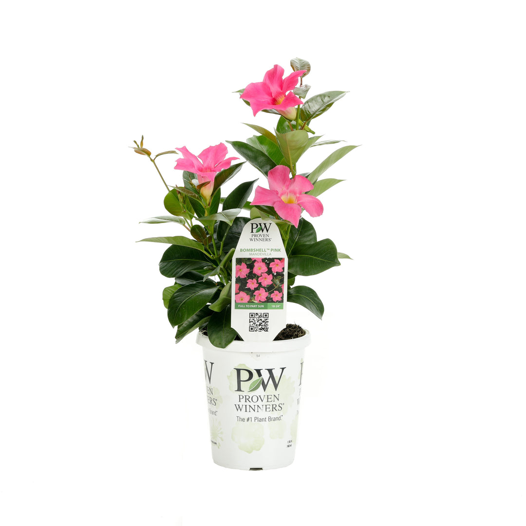 Rocktrumpet | Bombshell® Pink | Proven Winners® Annuals – Proven