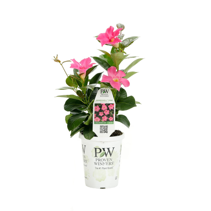 Rocktrumpet | Bombshell® Pink | Proven Winners® Annuals – Proven