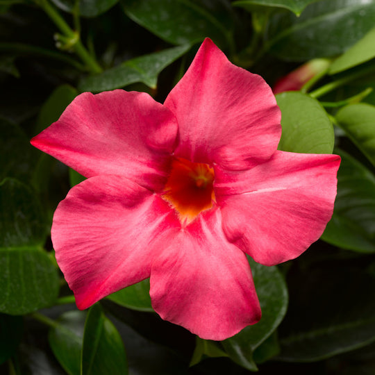 Bombshell® Coral Pink Rocktrumpet (Mandevilla hybrid)