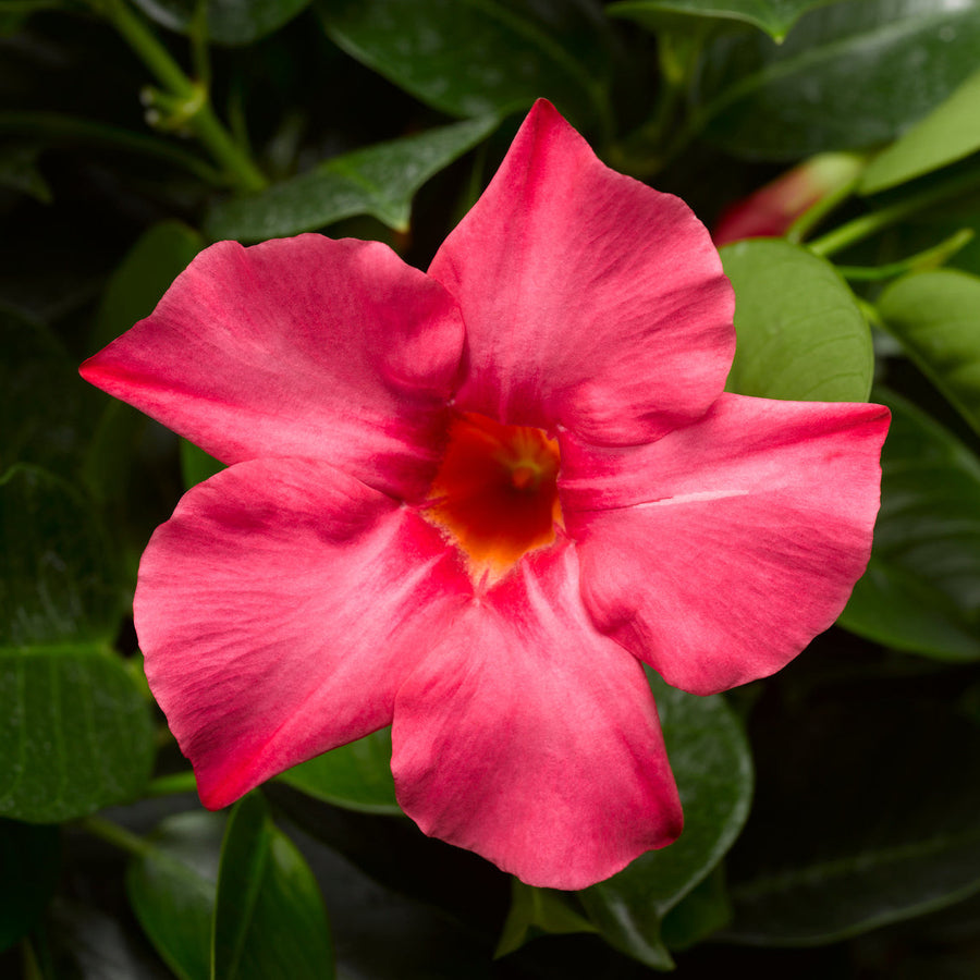 Rocktrumpet | Bombshell® Coral Pink | Proven Winners® Annuals