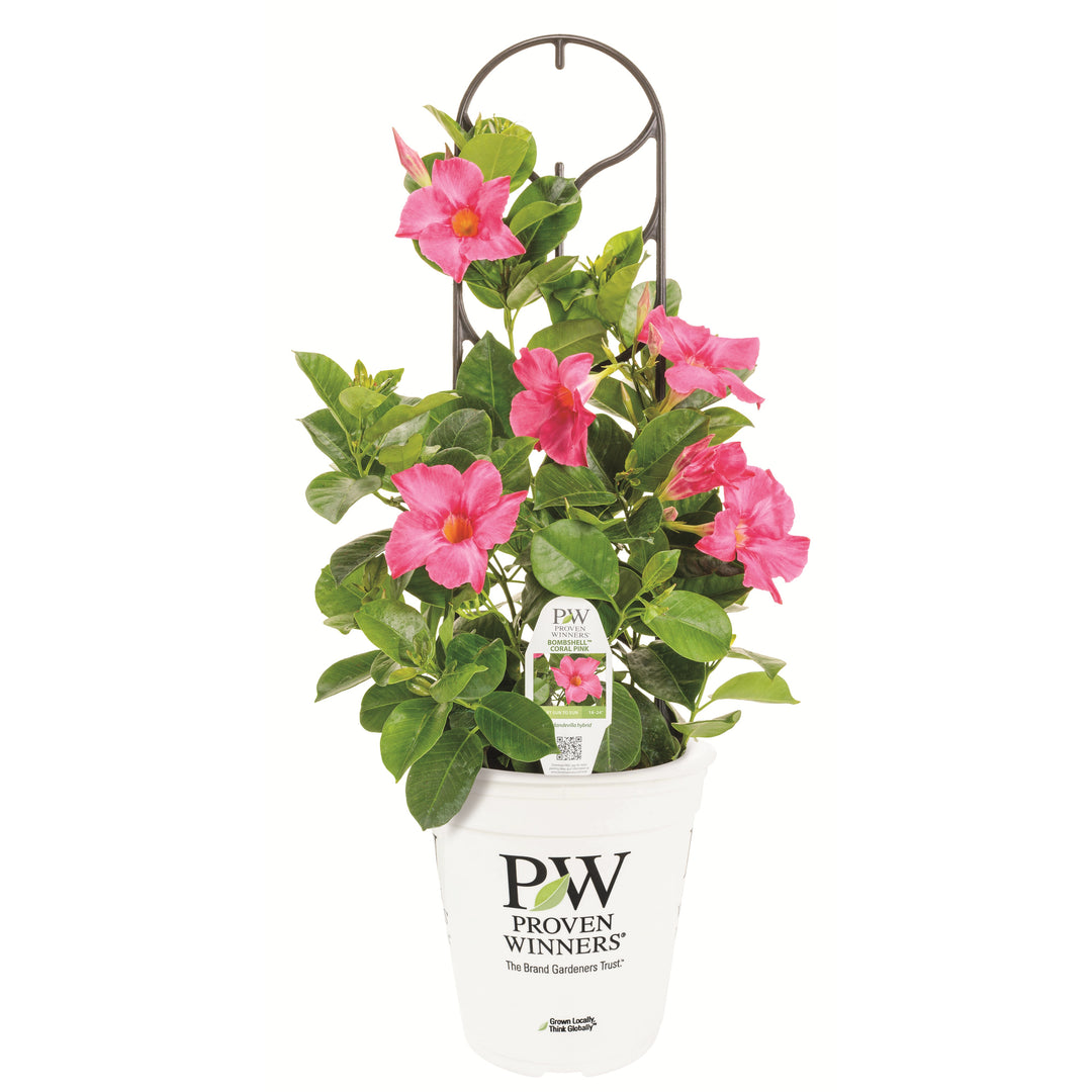 Rocktrumpet | Bombshell® Coral Pink | Proven Winners® Annuals