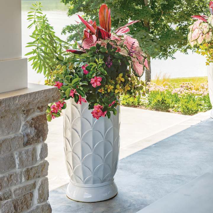 Rocktrumpet | Bombshell® Coral Pink | Proven Winners® Annuals