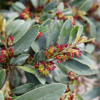 Best Garden Plants For Zone 7 | Proven Winners Direct – Page 21