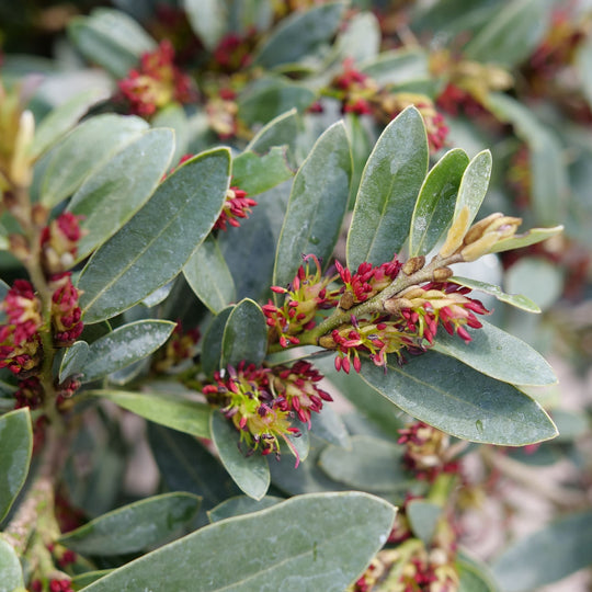 Buckhead Bold™ Winter-hazel (Distylium buxifolium)