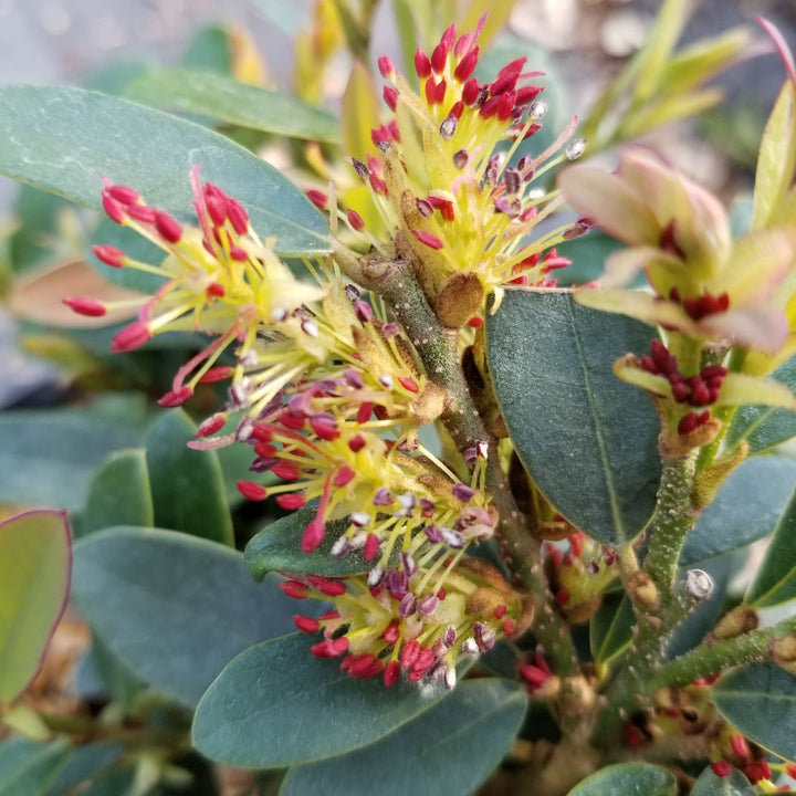 Buckhead Bold™ Winter-hazel (Distylium buxifolium)