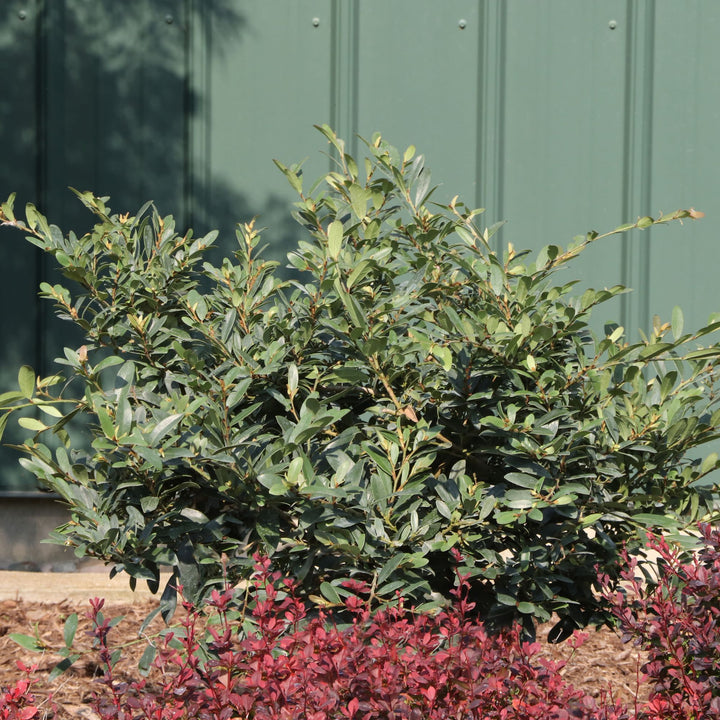 Buckhead Bold™ Winter-hazel (Distylium buxifolium)