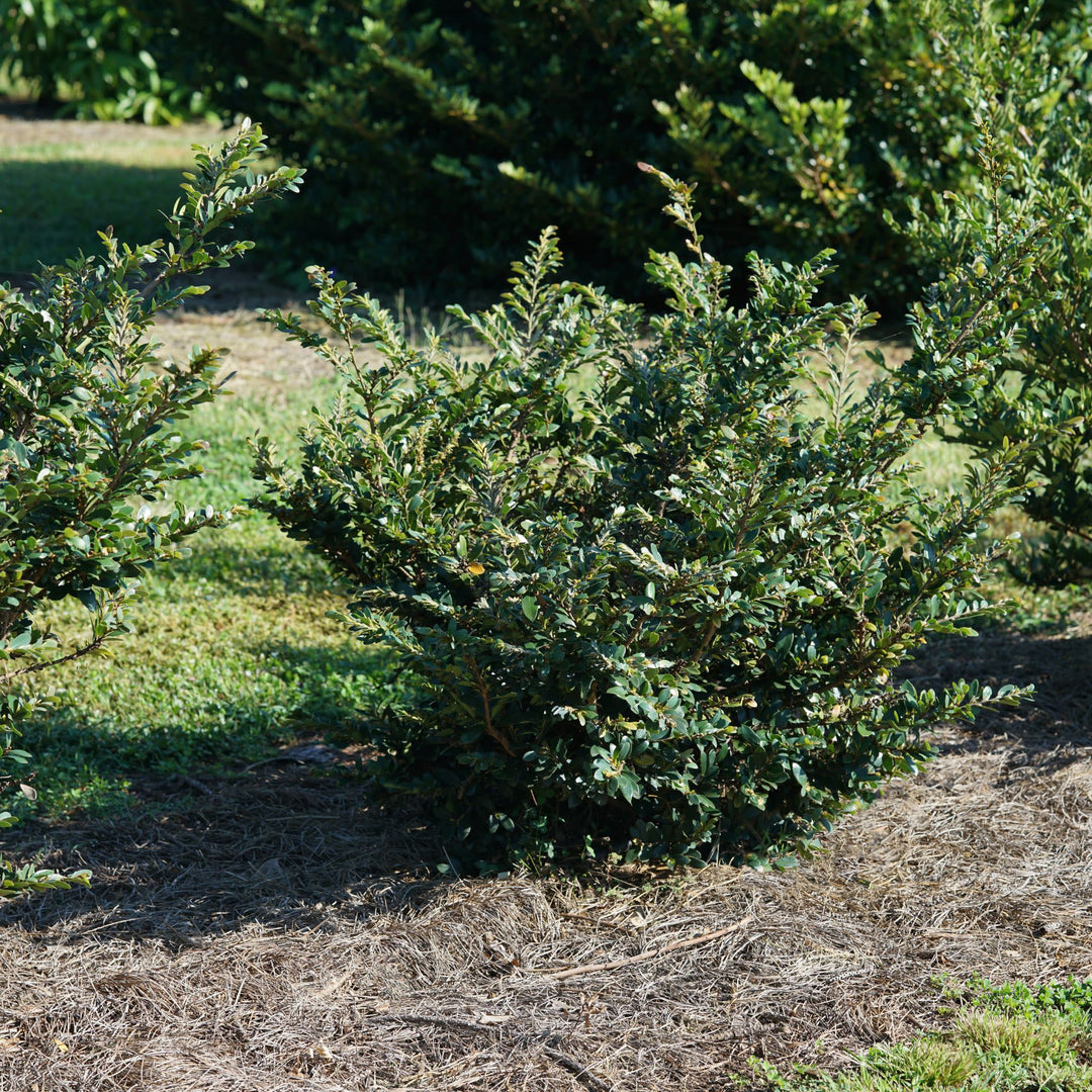 Buckhead Bold™ Winter-hazel (Distylium buxifolium)