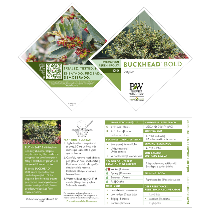 Buckhead Bold™ Winter-hazel (Distylium buxifolium)