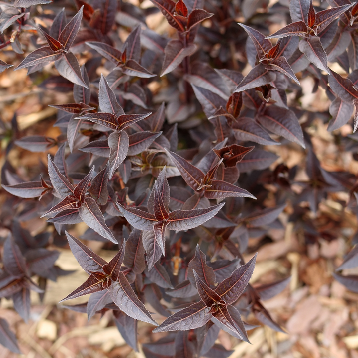 Bush Honeysuckle | Kodiak Jet Black® | Proven Winners® Shrubs