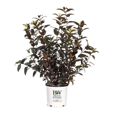 Kodiak Jet Black™ (Diervilla hybrid) | Proven Winners® New Variety 2026