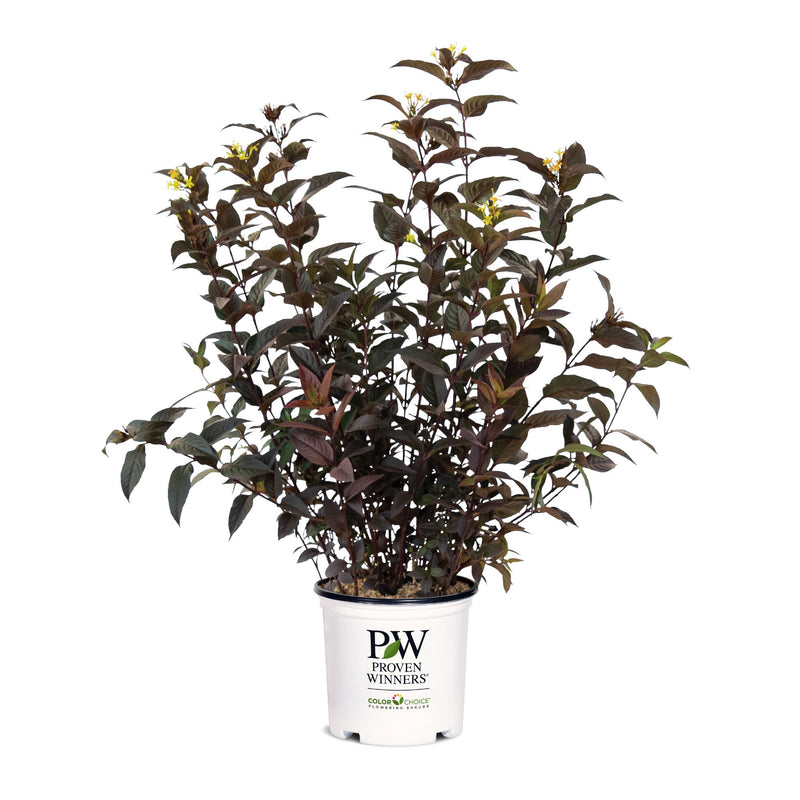 Kodiak Jet Black™ (Diervilla hybrid) | Proven Winners® New Variety 2026