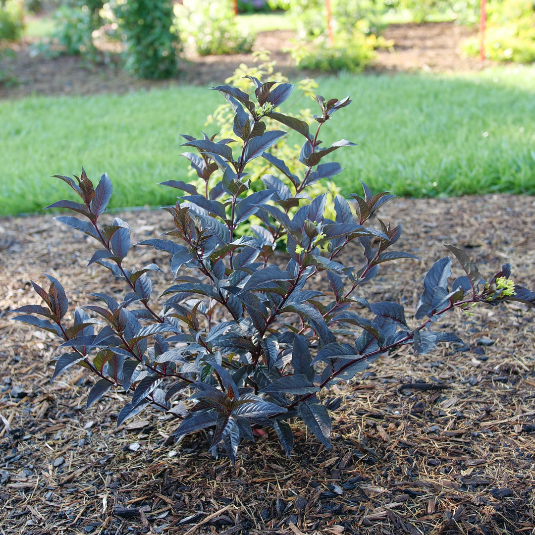 Bush Honeysuckle | Kodiak Jet Black™ | Proven Winners® Shrubs – Proven ...