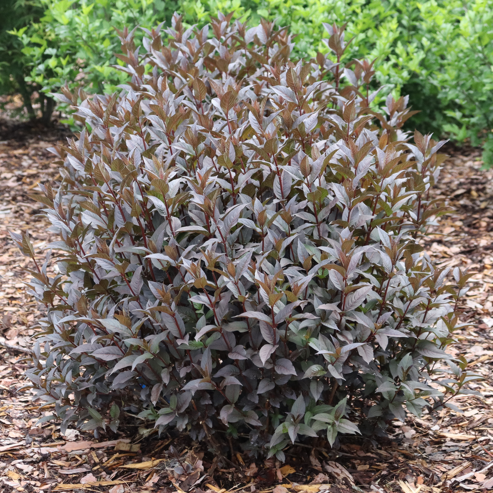 Bush Honeysuckle | Kodiak Jet Black® | Proven Winners® Shrubs