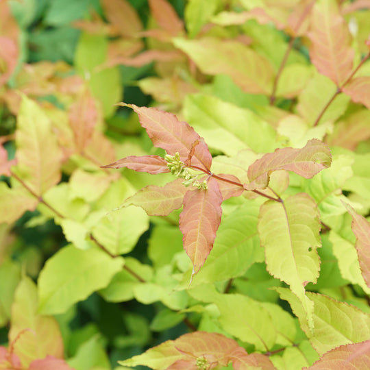 Kodiak Fresh® (Diervilla hybrid)