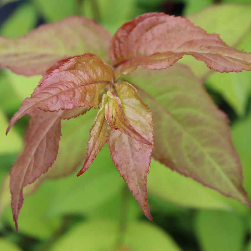 Kodiak Fresh® (Diervilla hybrid)