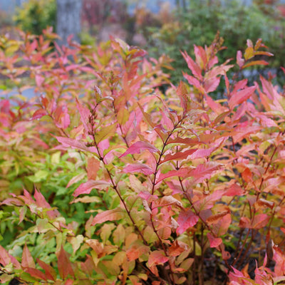 Kodiak Fresh® (Diervilla hybrid)